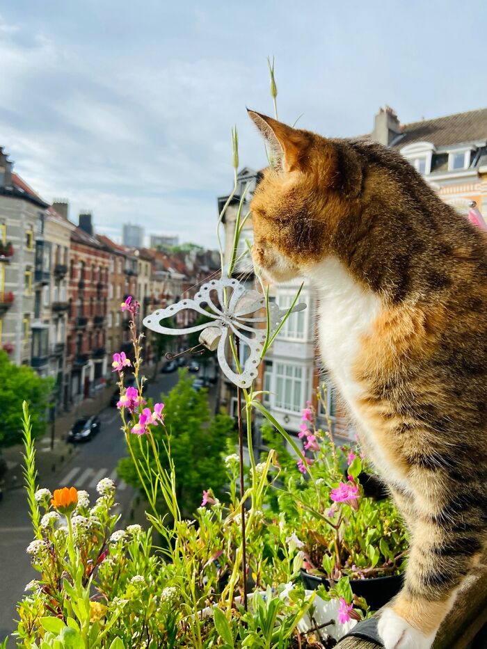 Tallulah Loves Gazing From The Balcony