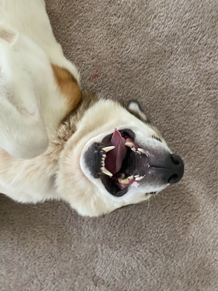 Loki Is Happiest When He’s Derping