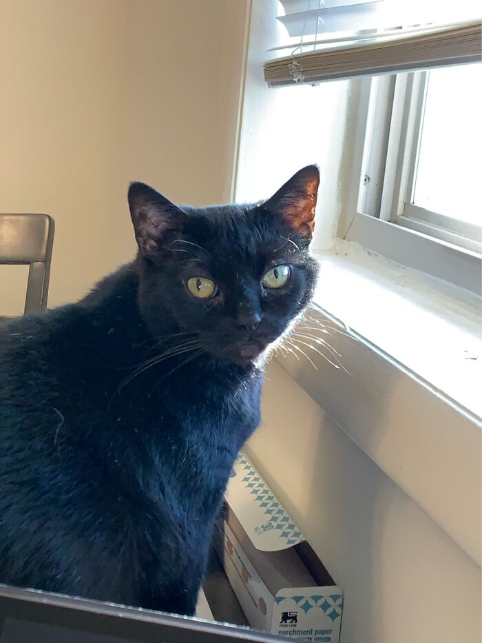 August - Adopted 7/19/15, Died 5/15/23