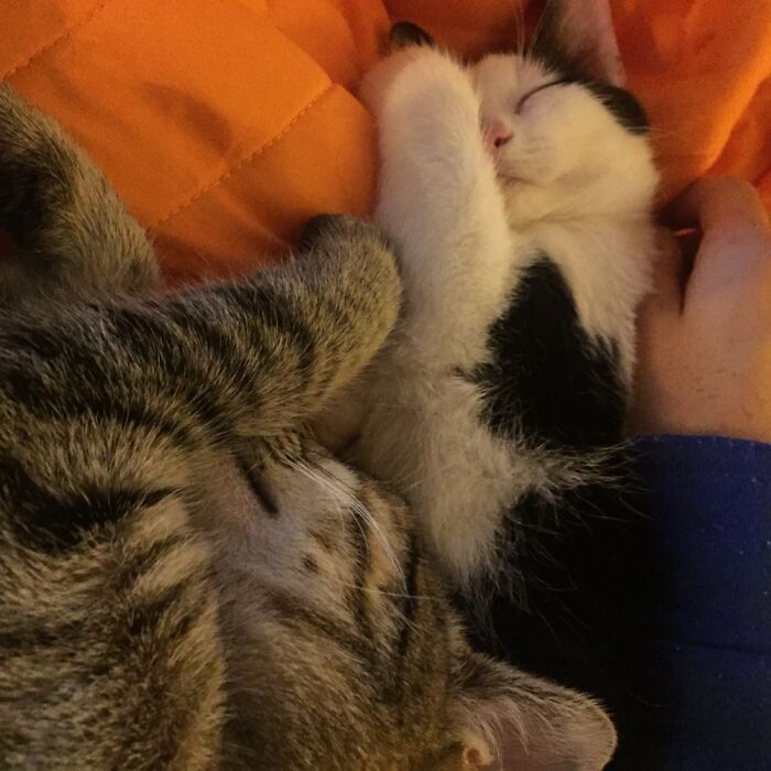 Our Two Rescue Babies The Day We Adopted Them, Jethro And Macgyver