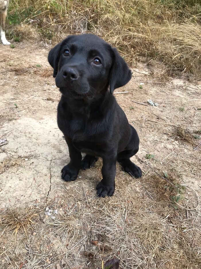 Ripley At 8 Weeks...who Knew She Would Grow To Be 120 Lbs!