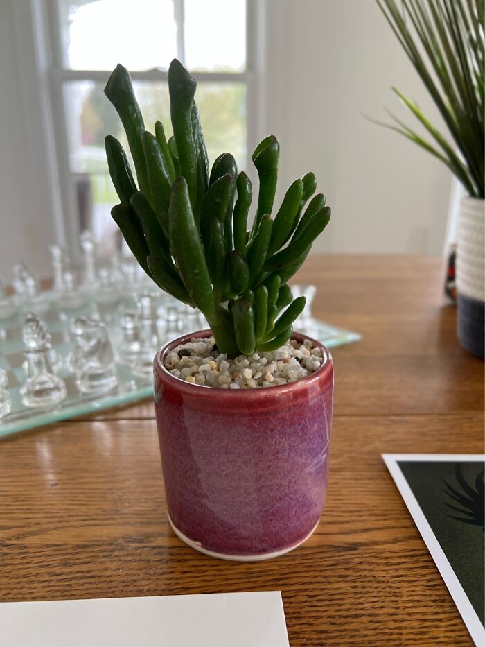 An Artist Was Selling Her Ceramic Pots At An Art Fair And They Came With Succulents In Them