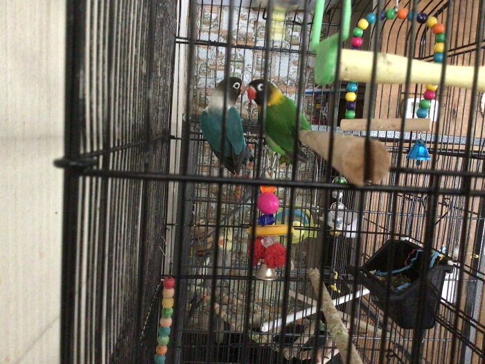 Lil Birb I Love Meh Birds Love Birb