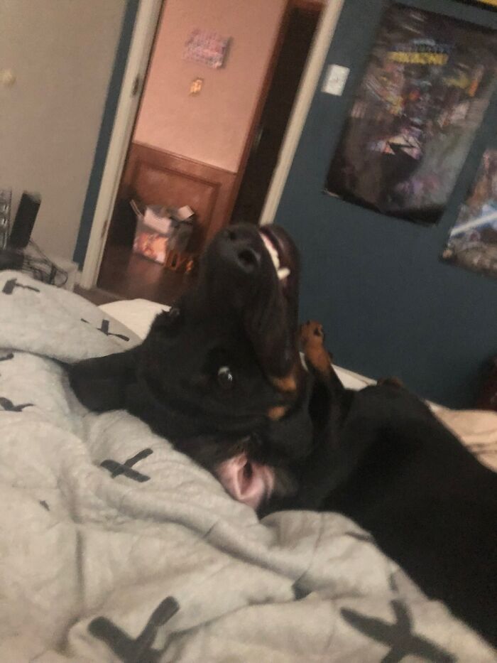 Got This Big Chonk. 4 Years Today!