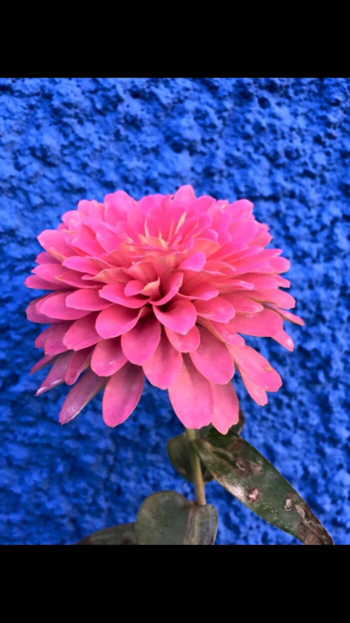 The Blue Brings Out My Pink. Just Saying