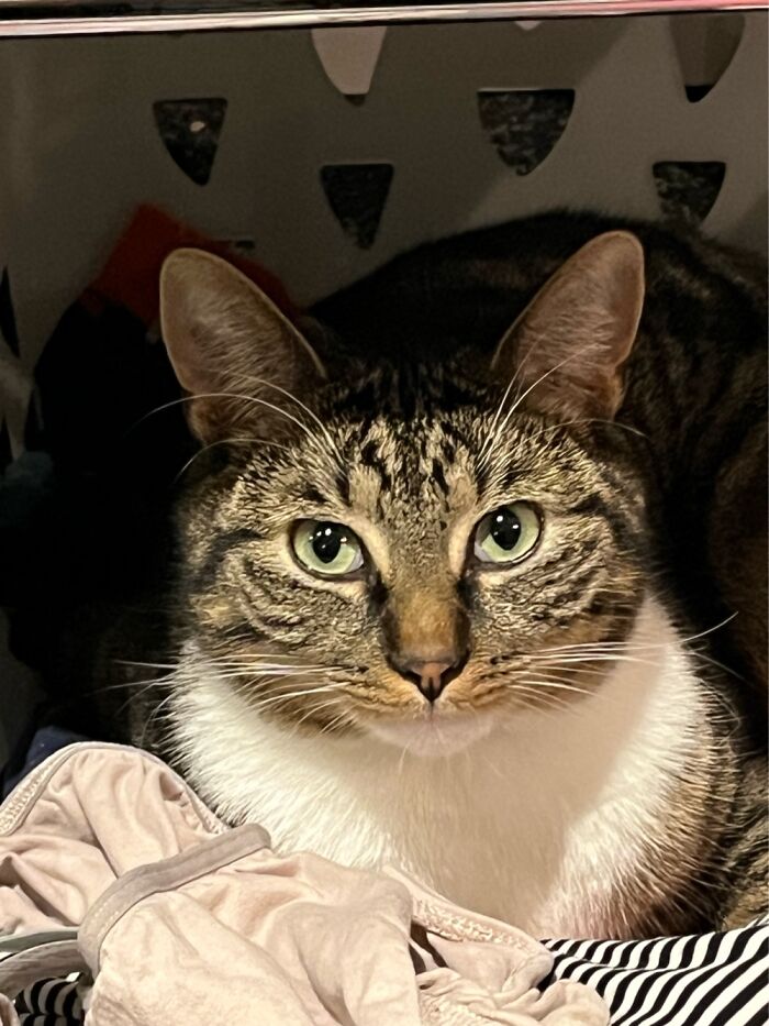 This Sweet Boy Is Maximus. Brought To A Shelter Cause 10 Months Was Too Old To Be A Toy Anymore