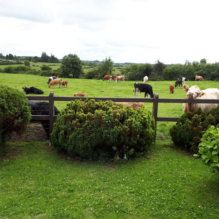 The Best Neighbours In Ireland :)