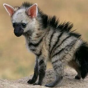 janettapraicilin01 avatar