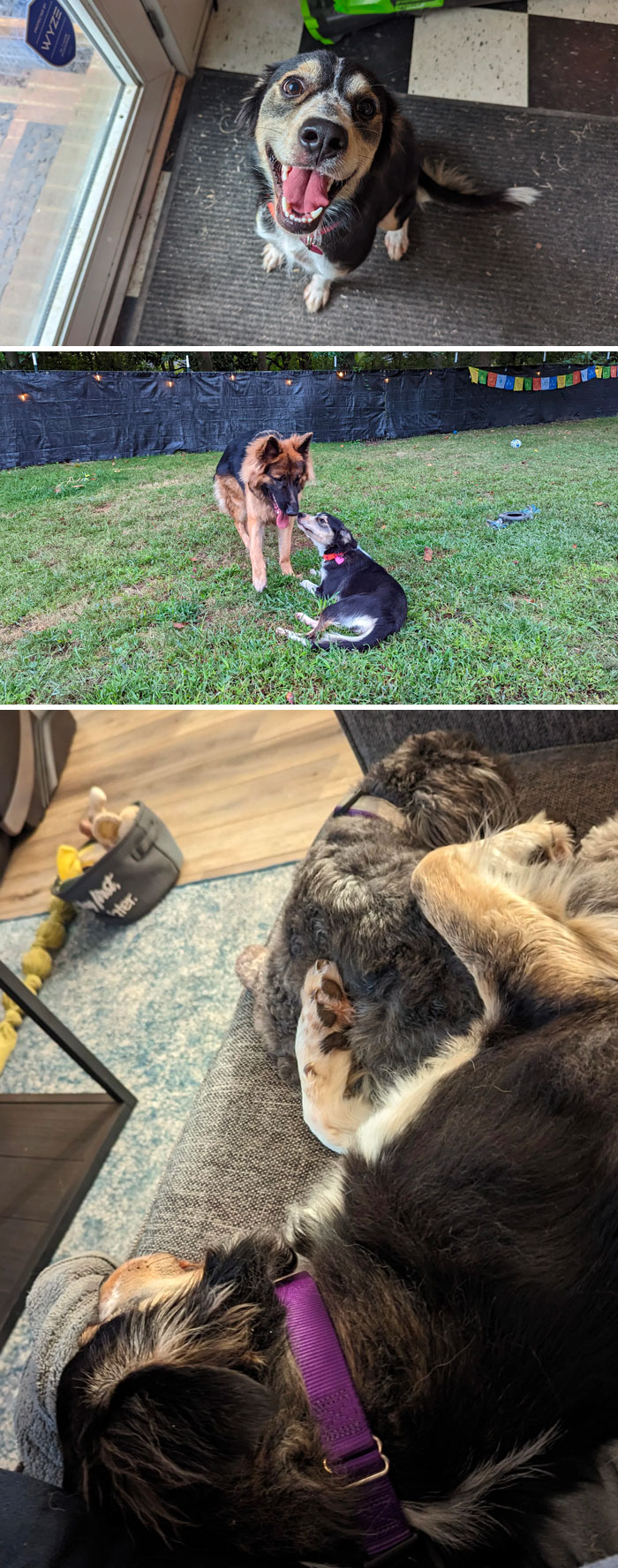 Someone Abandoned This Sweet Girl Near Our Property. She's Home Now And Happier Than Ever