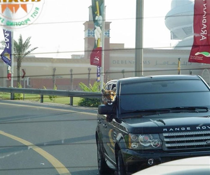 Little Tiger As A Pet