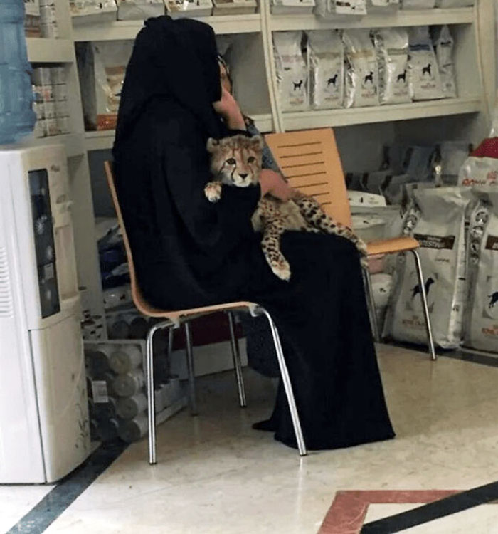 Wild Animals As Pets Instead Of Cats And Dogs