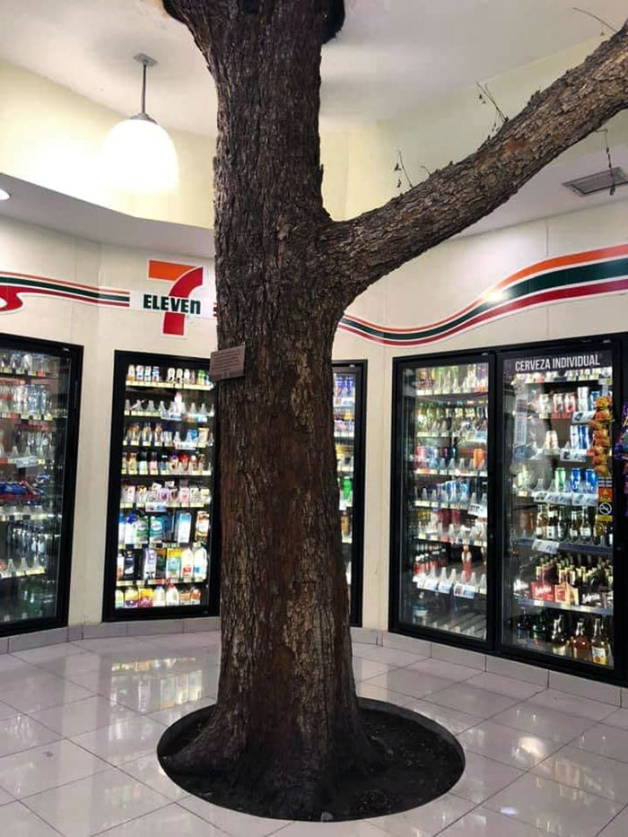 This 7-Eleven In Mexico Was Built Around A Tree