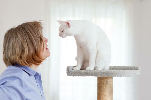 The Story Of Oliver, The Talking Cat