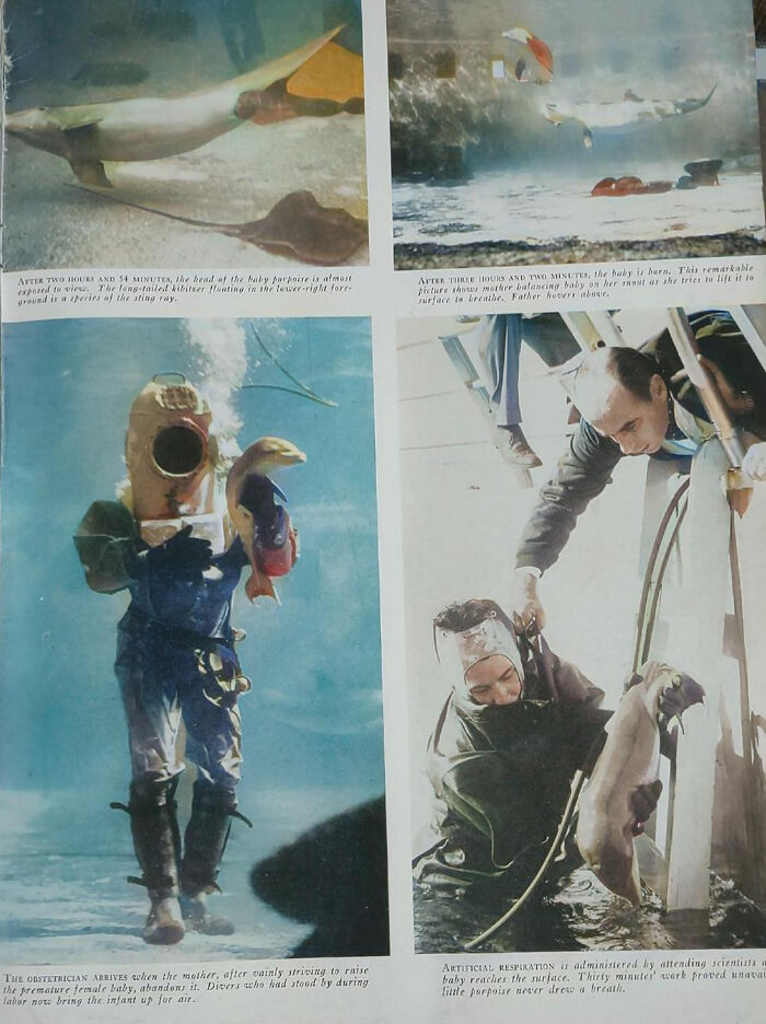 I Gathered Photos Showcasing Historic Marine Studios, Marineland Of Florida I Gathered Photos Showcasing Historic Marine Studios, Marineland Of Florida