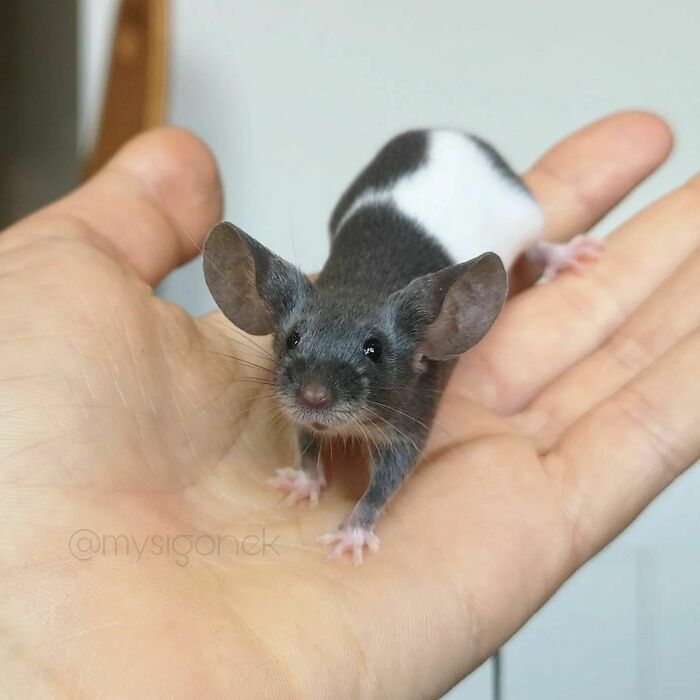 Mice-List-Cute-Instagram