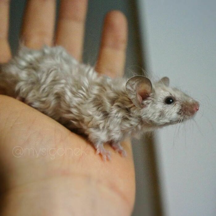 Mice-List-Cute-Instagram