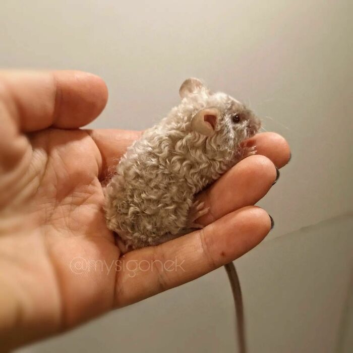 Mice-List-Cute-Instagram