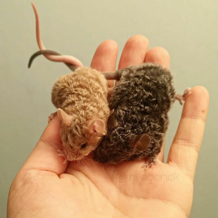 Mice-List-Cute-Instagram