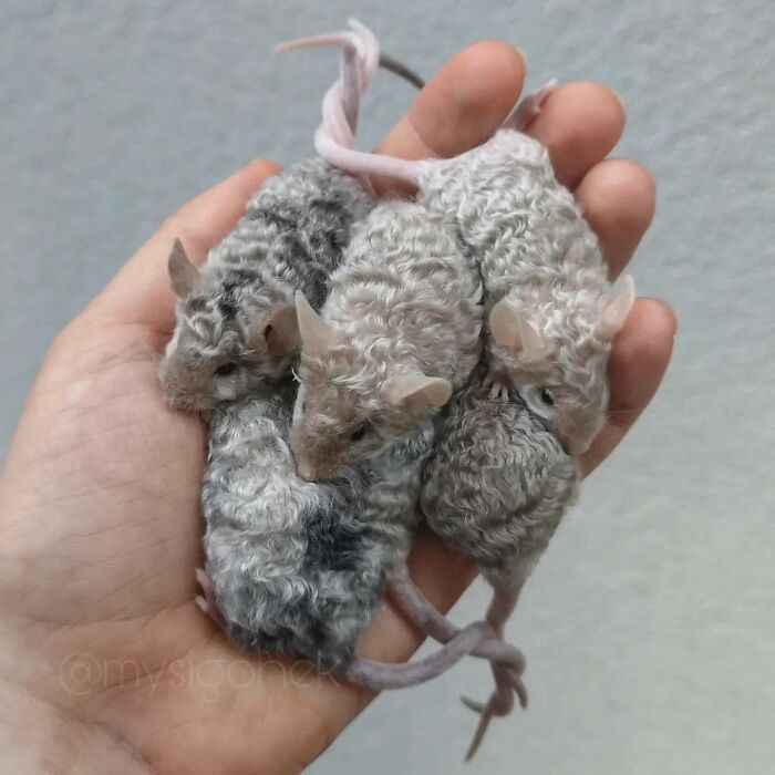 Mice-List-Cute-Instagram