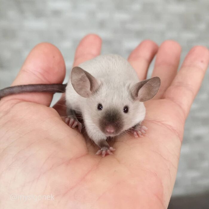 Mice-List-Cute-Instagram