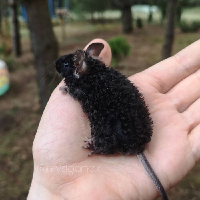 Mice-List-Cute-Instagram