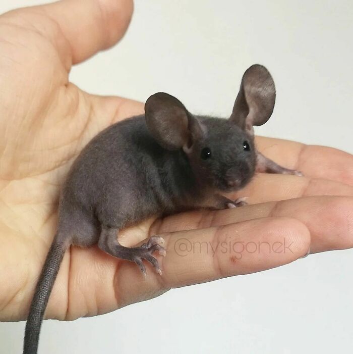 Mice-List-Cute-Instagram