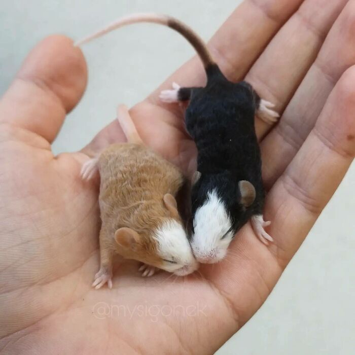 Mice-List-Cute-Instagram