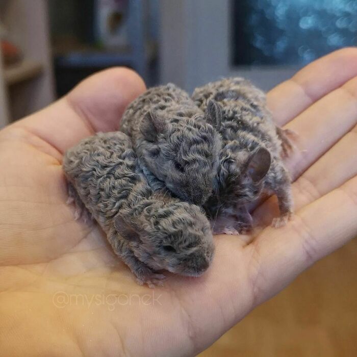 Mice-List-Cute-Instagram