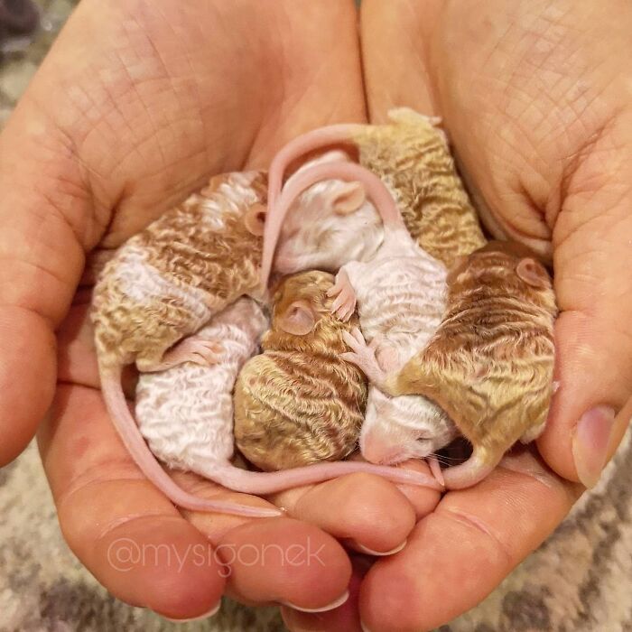 Mice-List-Cute-Instagram