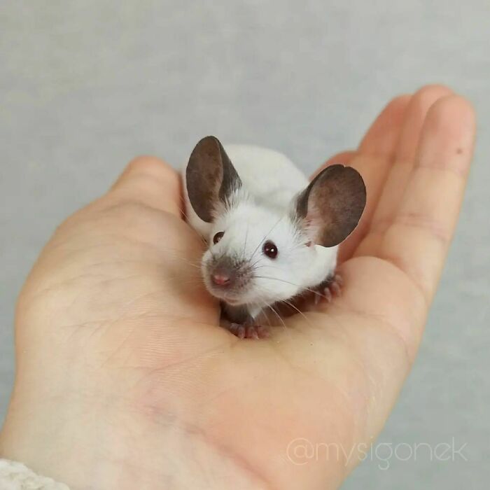 Mice-List-Cute-Instagram
