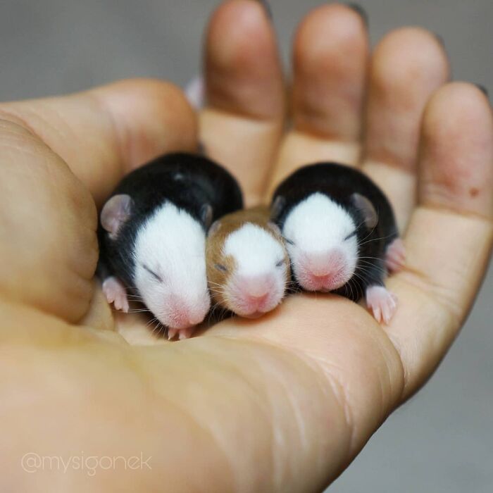 Mice-List-Cute-Instagram