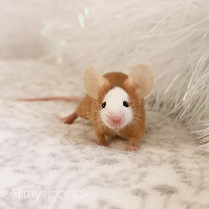 Mice-List-Cute-Instagram