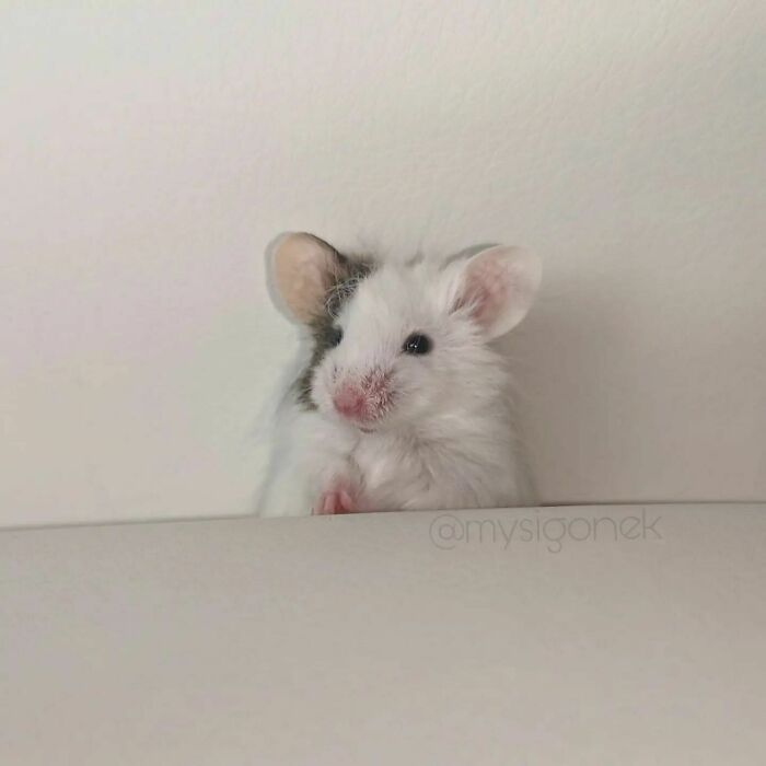 Mice-List-Cute-Instagram