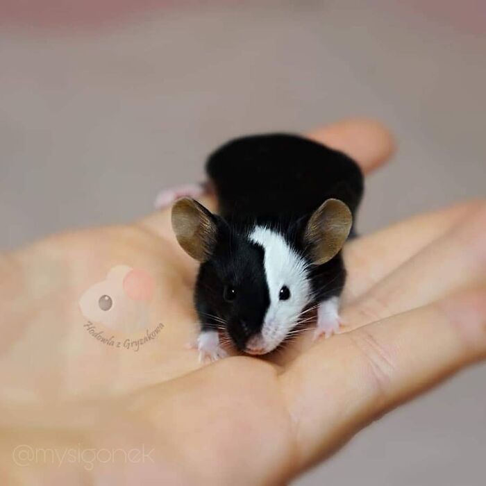 Mice-List-Cute-Instagram