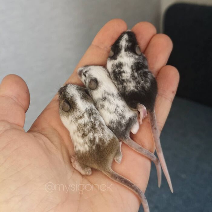 Mice-List-Cute-Instagram