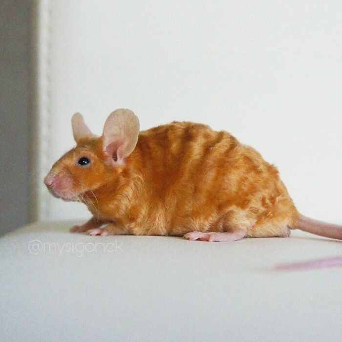 Mice-List-Cute-Instagram