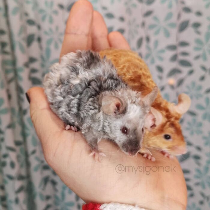 Mice-List-Cute-Instagram