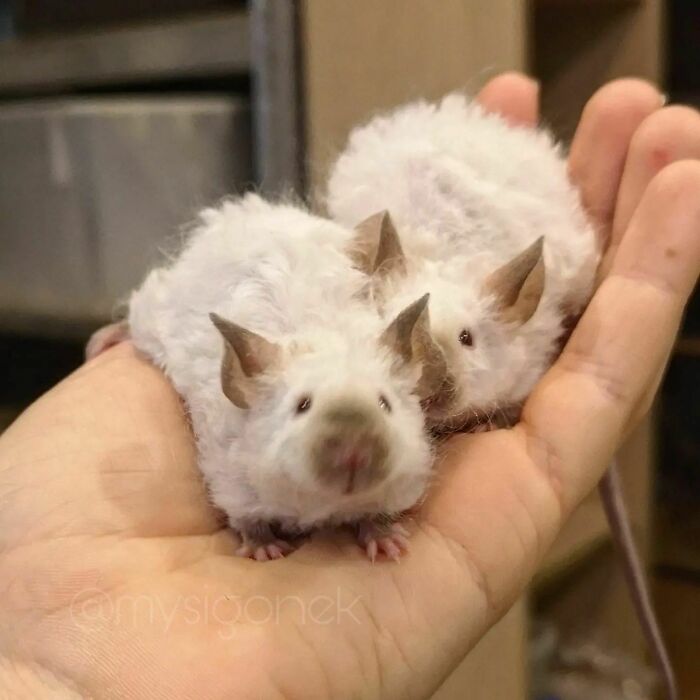 Mice-List-Cute-Instagram