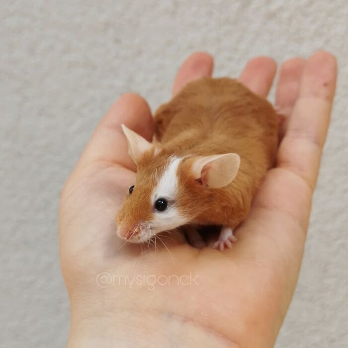 Mice-List-Cute-Instagram