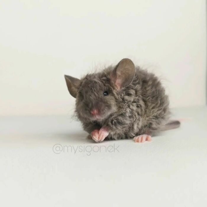 Mice-List-Cute-Instagram