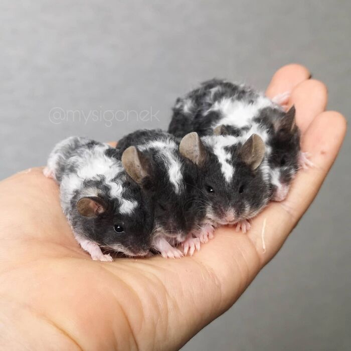 Mice-List-Cute-Instagram