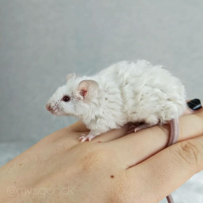 Mice-List-Cute-Instagram