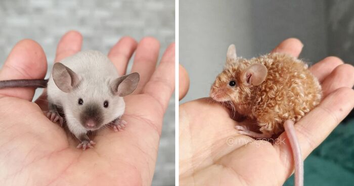 Polish Mouse Breeder Shares 40 Pics Of Their Fancy MicePolish Mouse Breeder Shares 40 Pics Of Their Fancy Mice