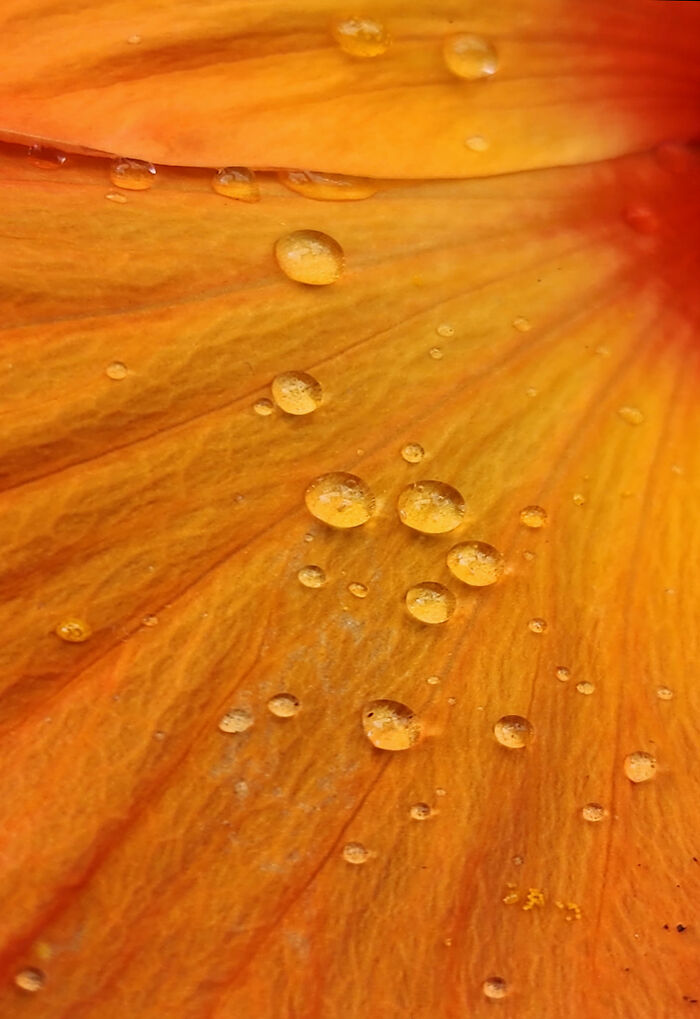 Daylilly Droplets