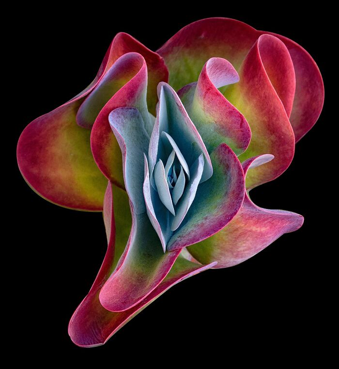 Only One Cosmic Thing