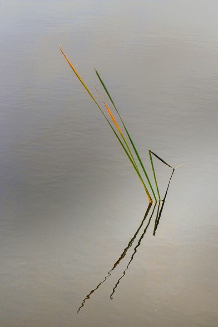 Water Grass