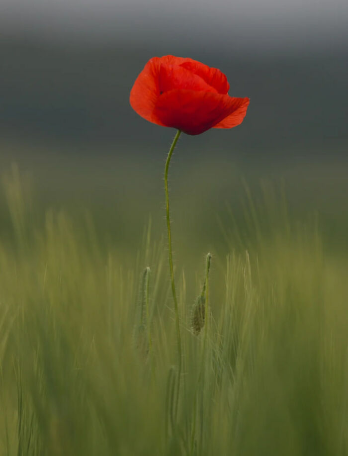 Simple And Beautiful