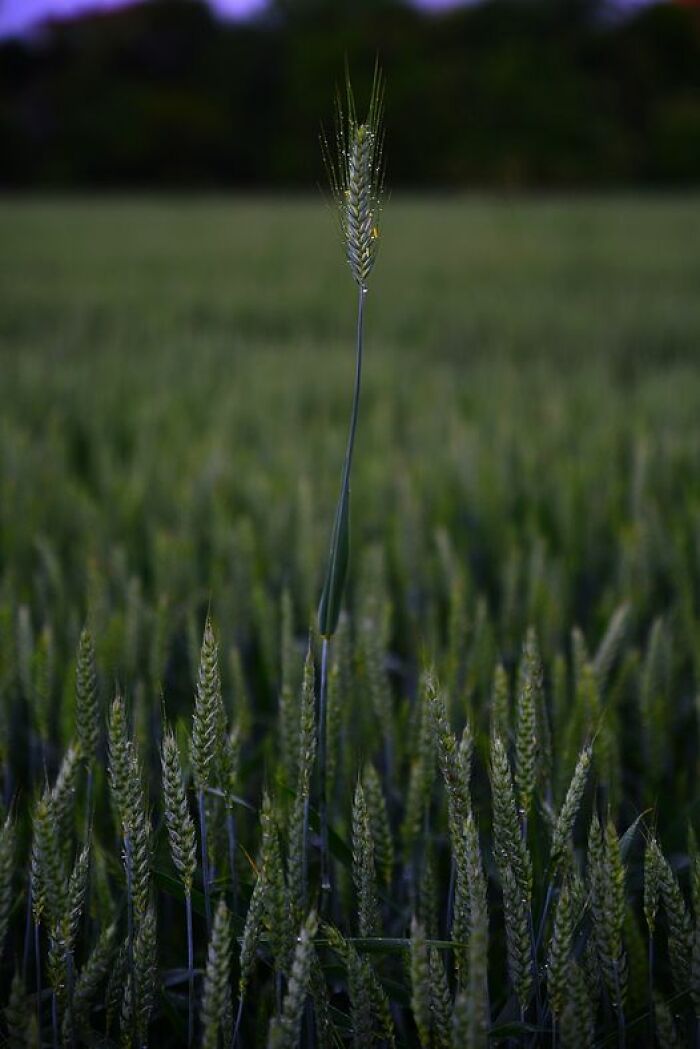 Qualcuno Emerge Sempre