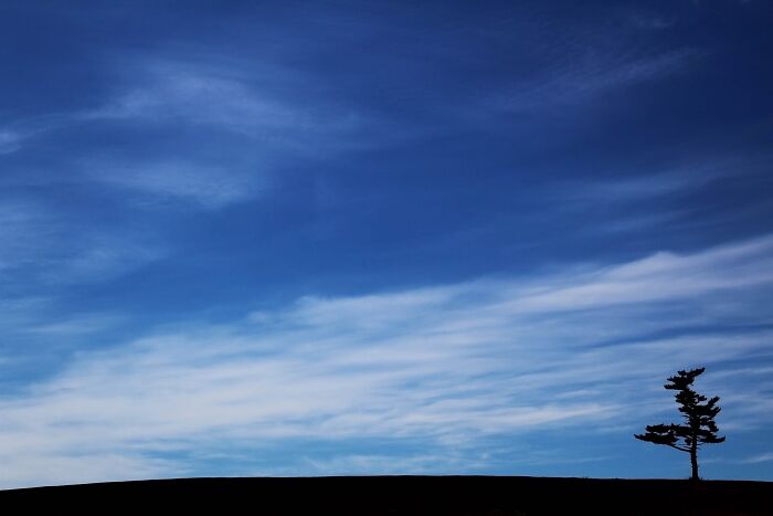 L'arbre Est Plus Gros Que Vous Le Pensez