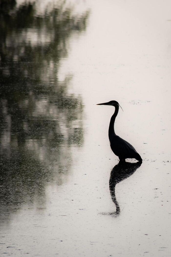 Heron Reflects